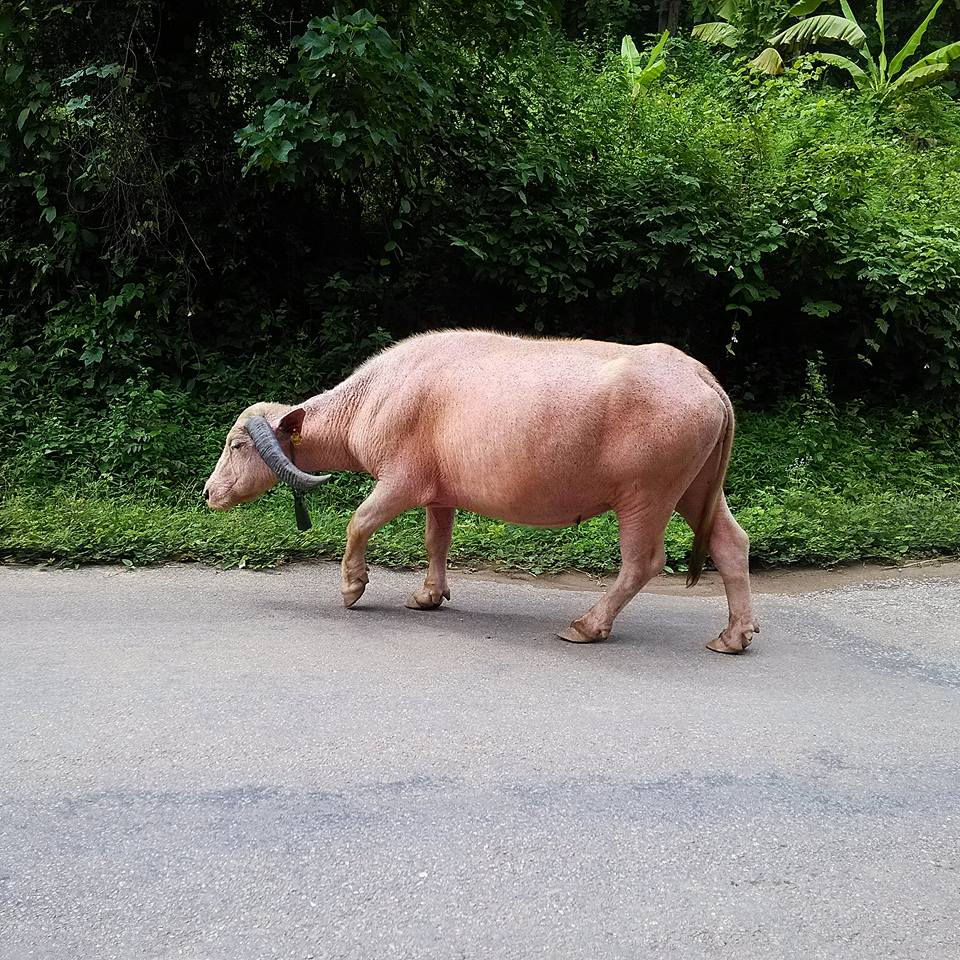 Животное в Вьетнаме