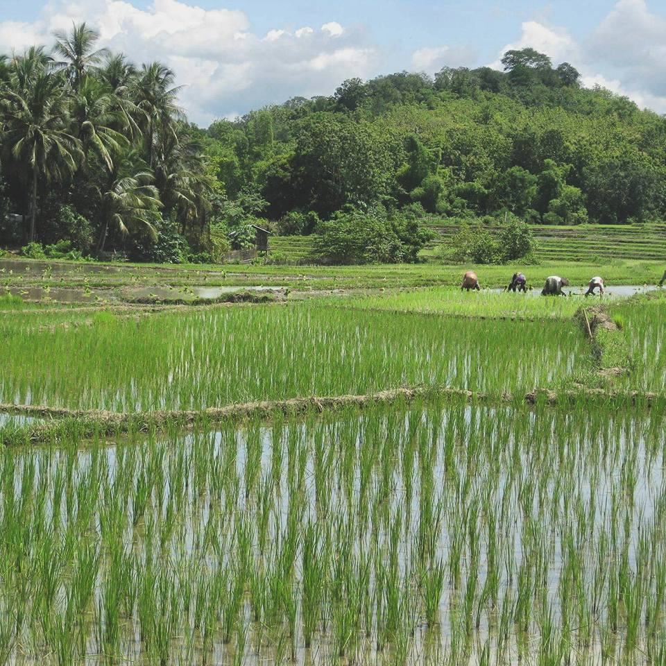 Рисовое поле в Вьетнаме