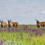 Аскания-Нова