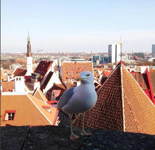 Tallinn_seagull