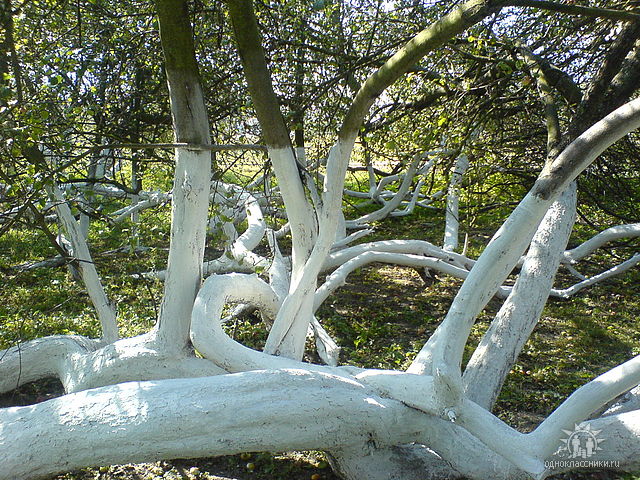 The Apple-plantation