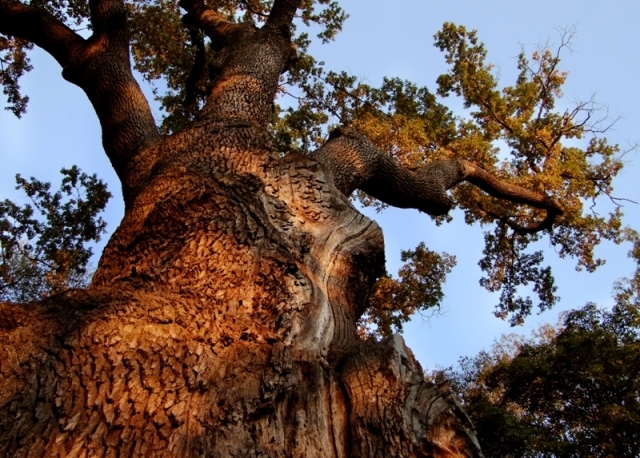 Maksym Zaliznyak oak tree