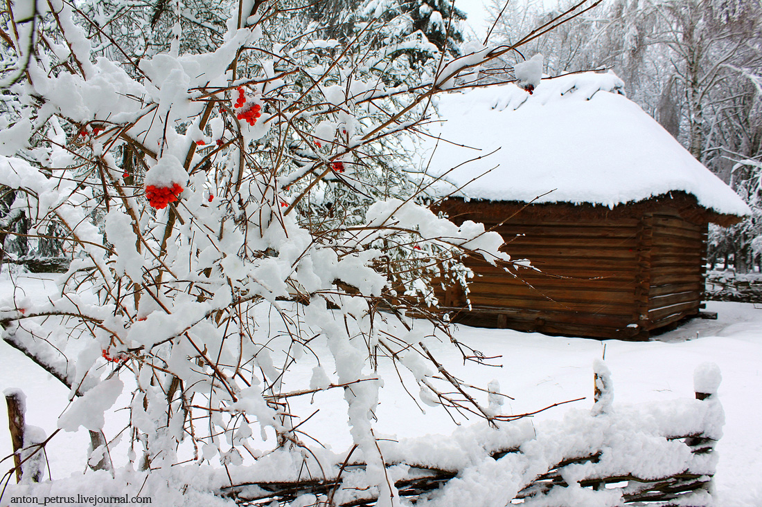 House on the edge of the woods covered with snow