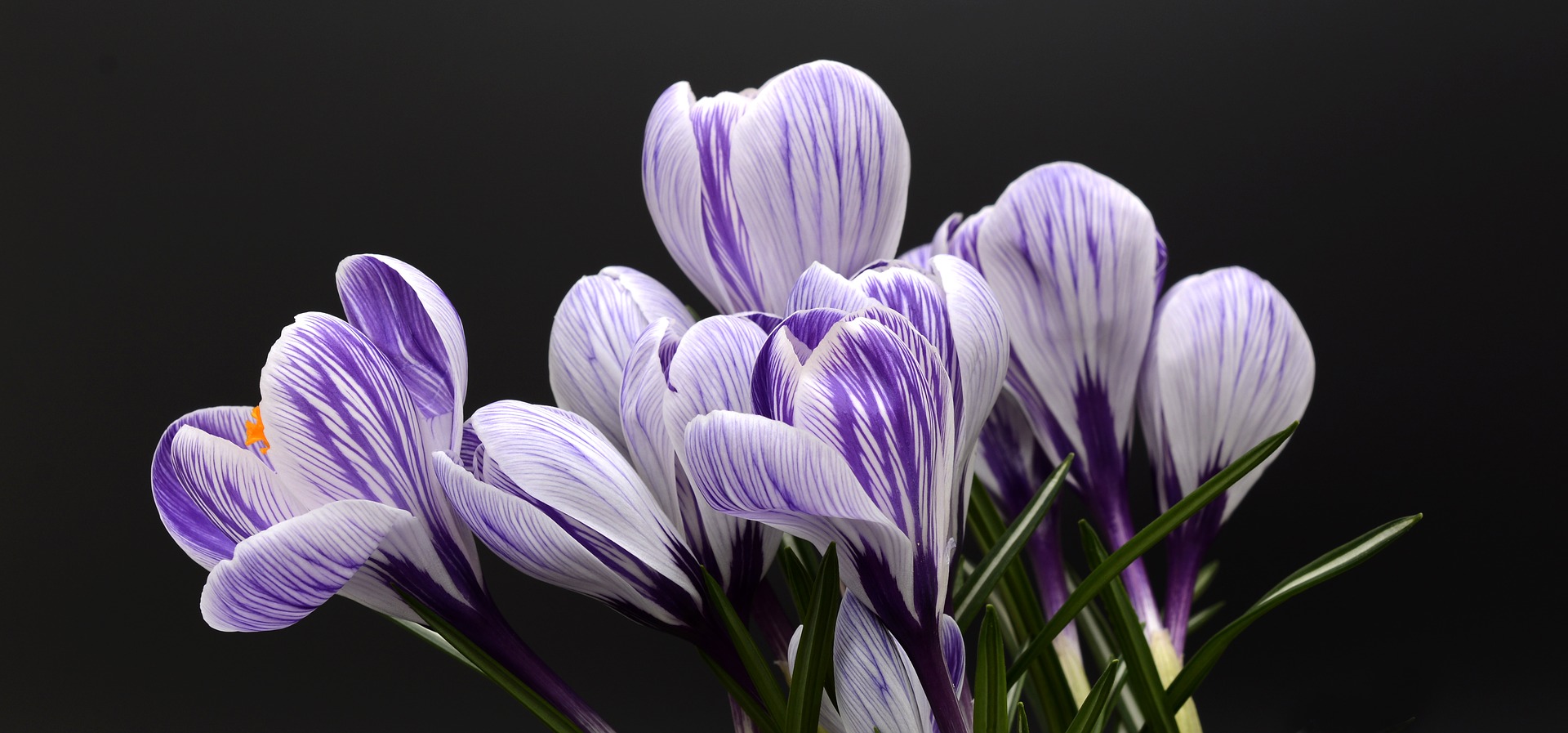 crocus-2139771_1920