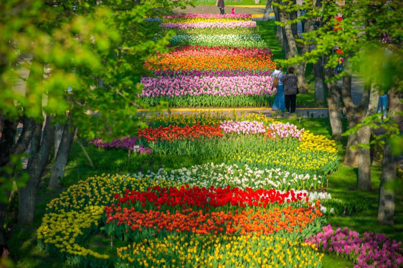 Цветение тюльпанов в Кировоградском (Кропивницком) дендропарке