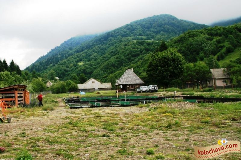 Форелеві ставки, Колочава