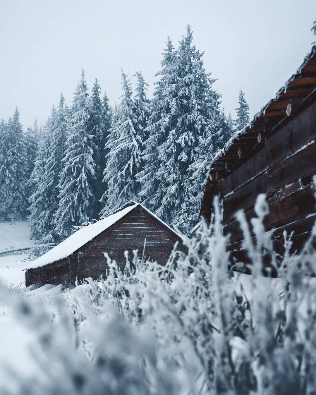 Фото Карпат зимой
