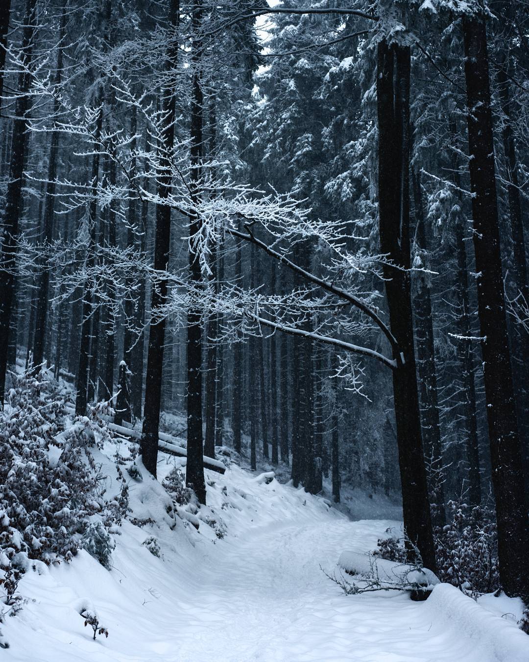 Фото Карпат зимой