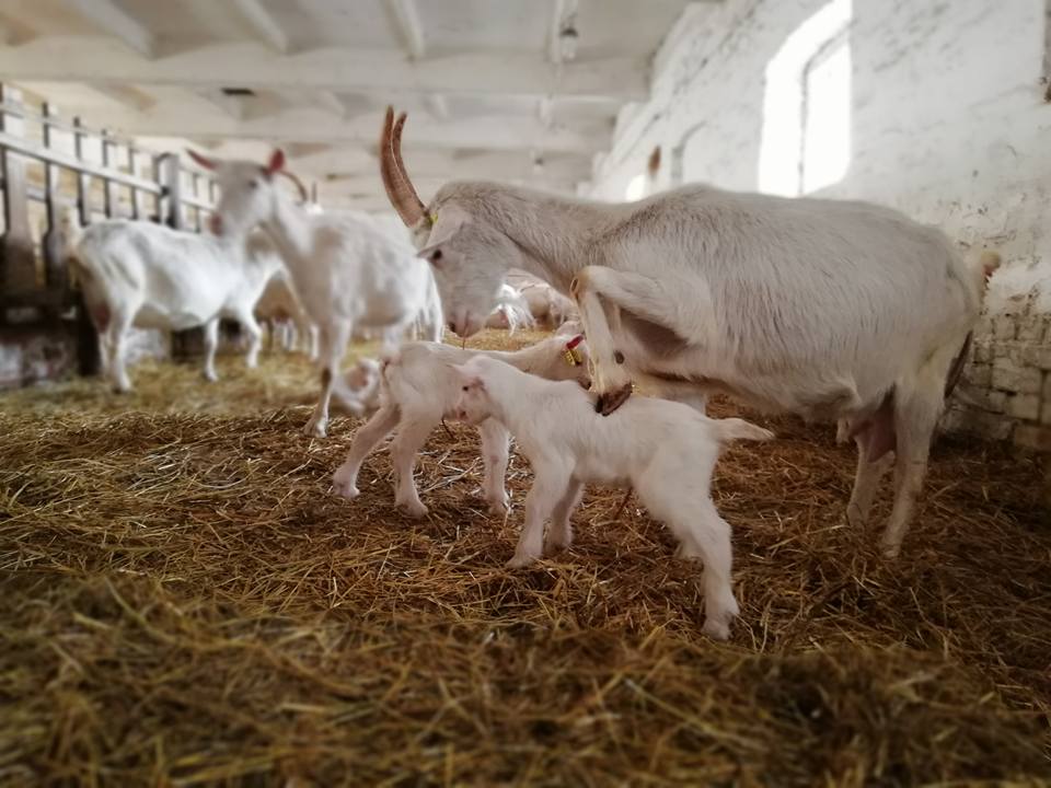 как сделать мыло для животных на ферме